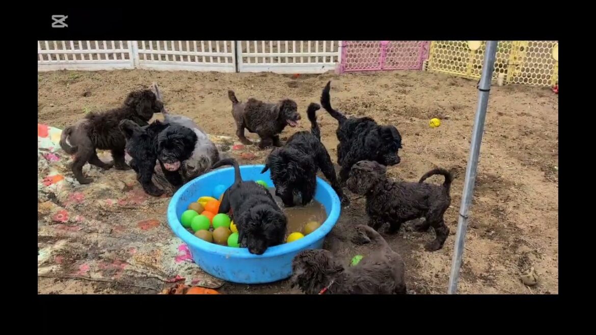 #土壌菌　#ポーチュギーズウォータードッグ#ポルトガルウォータードッグ#子犬#パピー#ダンディディンモントテリア#土いじり#ふかふかの土　#水犬の本能🧬　🧬本能がステップアップしてる😊🧬