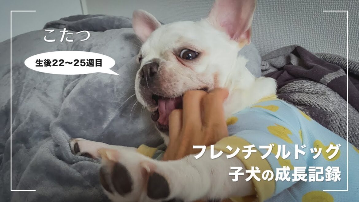 【こたつ成長記録】手術後だけど元気すぎるフレンチブルドッグの子犬【22〜25週目】 【こたつ成長記録】手術後だけど元気すぎるフレンチブルドッグの子犬【22〜25週目】