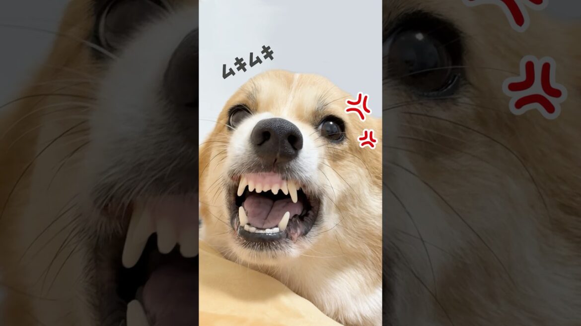 眠たいと八つ当たりしてくるコーギー犬🤬💢