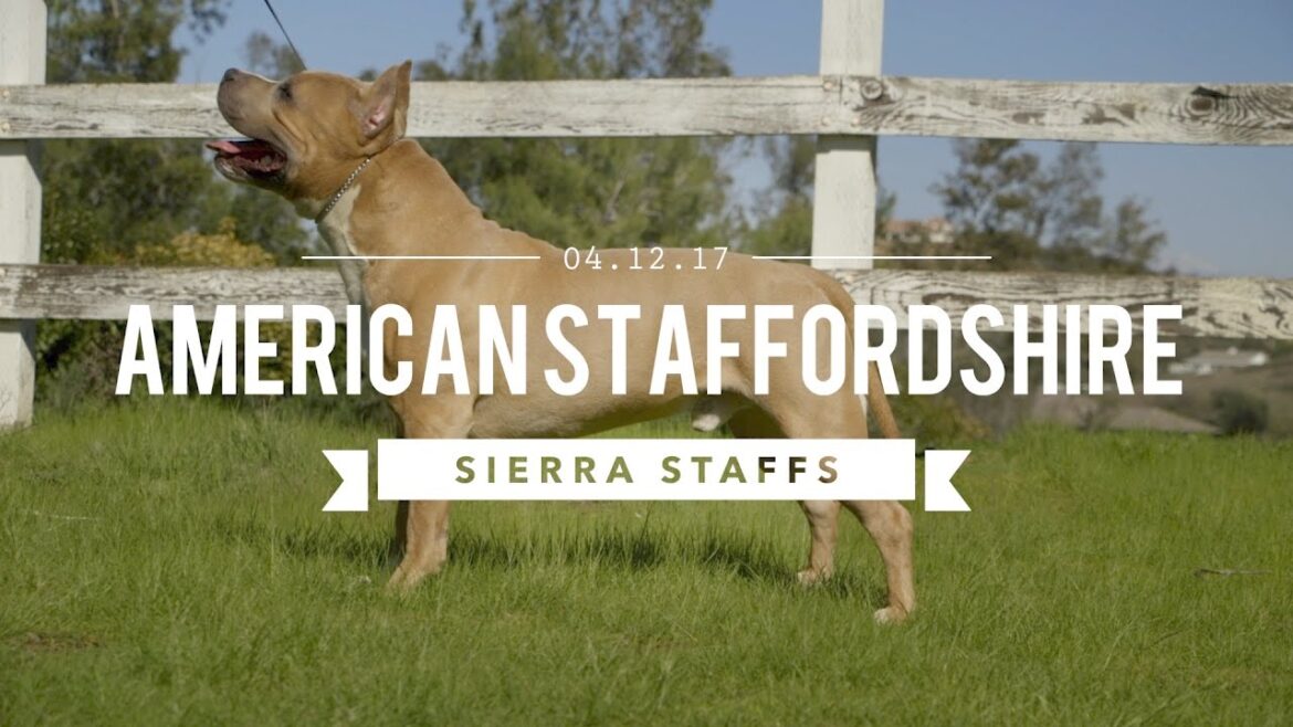 アメリカン・スタッフォードシャー・テリア 伝説のシエラ・スタッフ