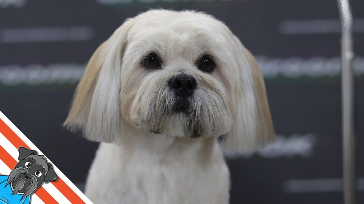 Lhasa apso – Full dog grooming Lhasa apso - Full dog grooming