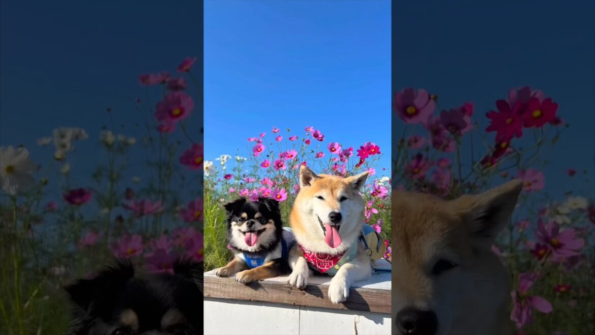 秋のお花見サンポ🐶🐶🎵#柴犬 #チワワ #shorts