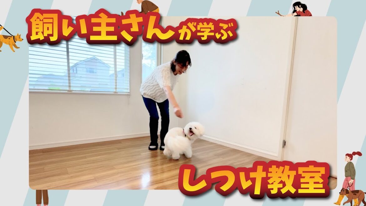 【飼い主さんが学ぶしつけ教室】ビションフリーゼ・ココくんの上級トレーニング