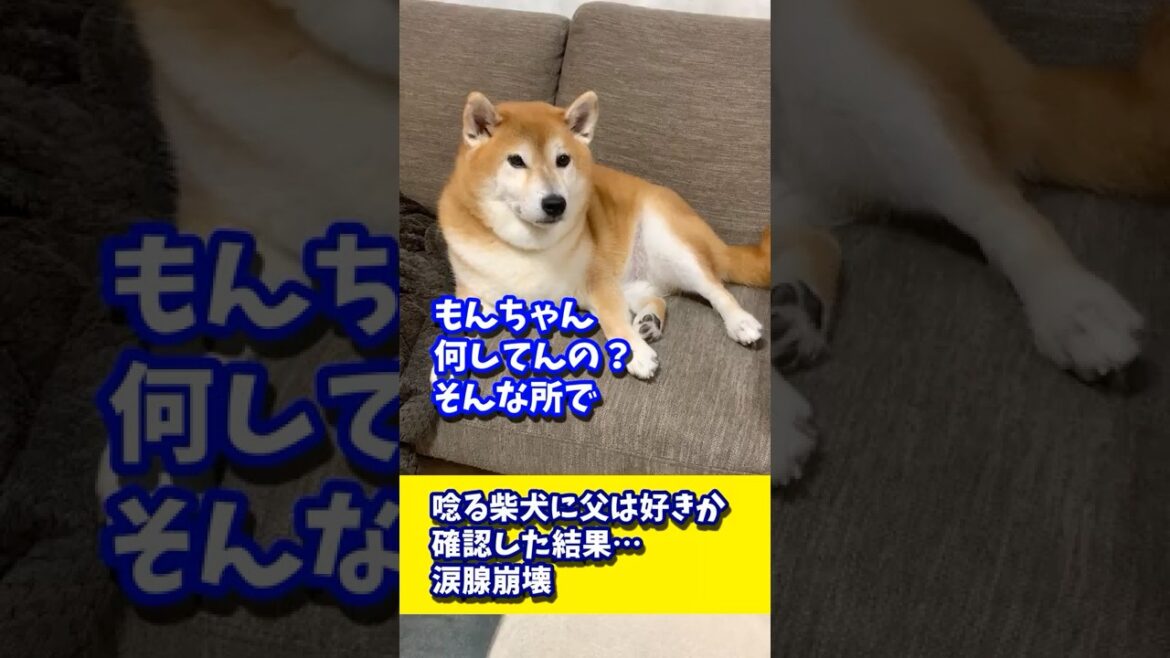唸る柴犬に父は好きか確認した結果…涙腺崩壊 #shibadog #柴犬 #sibainu  #犬のいる生活 #shorts