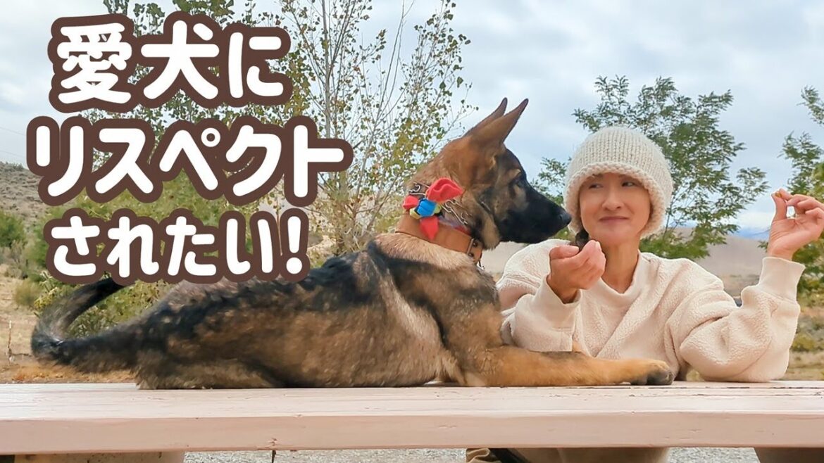 【ジャーマンシェパード】犬に好かれるだけでは、どーしても超えられない壁がある？