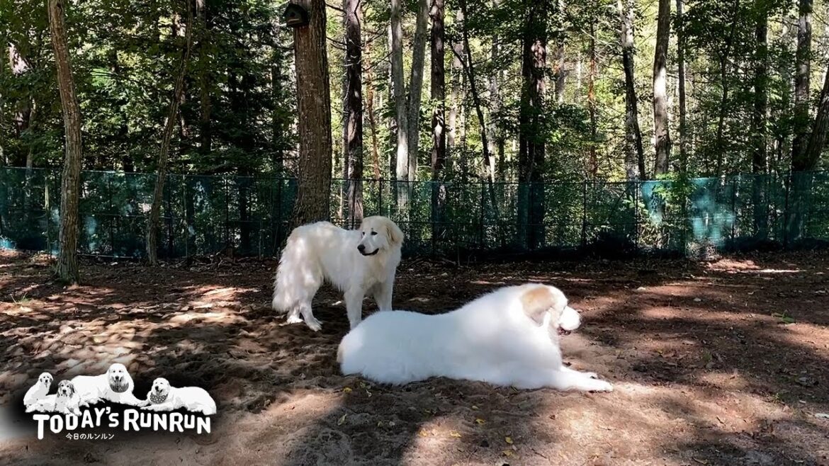 すっかり涼しくなったので秋の陽気を楽しむアランとベルとリリーです　Great Pyrenees　グレートピレニーズ