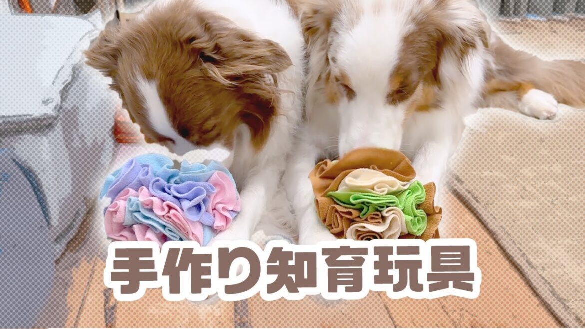 手作りクンクンボールでストレス発散している愛犬達が可愛い🧶🐕💛【ボーダーコリー×オーストラリアンシェパード】 手作りクンクンボールでストレス発散している愛犬達が可愛い🧶🐕💛【ボーダーコリー×オーストラリアンシェパード】