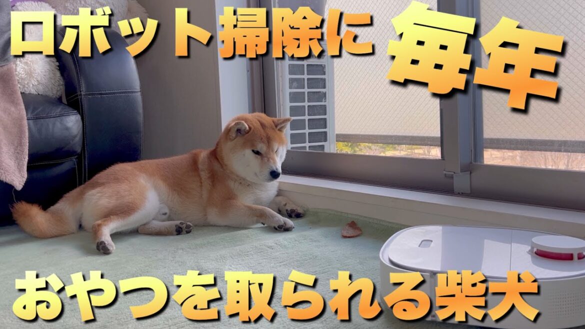 毎年、懲りずにロボット掃除機におやつを盗まれる柴犬が可愛い
