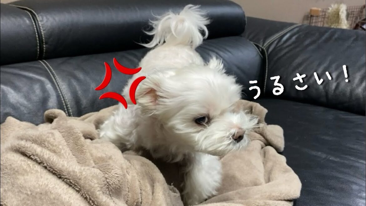 飼い主の言うことを無視してブチ切れまくる犬