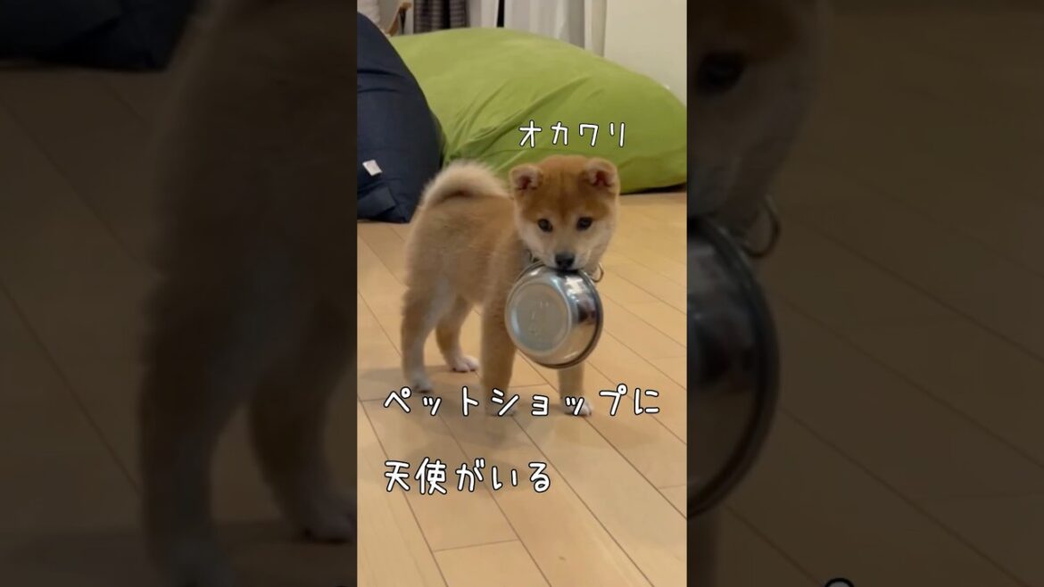 柴犬と２年過ごして思うこと short ver.【私は犬を飼うことに反対だった】豆柴アオと柴犬委員会  mameshiba AO & shiba inu committee #Shorts
