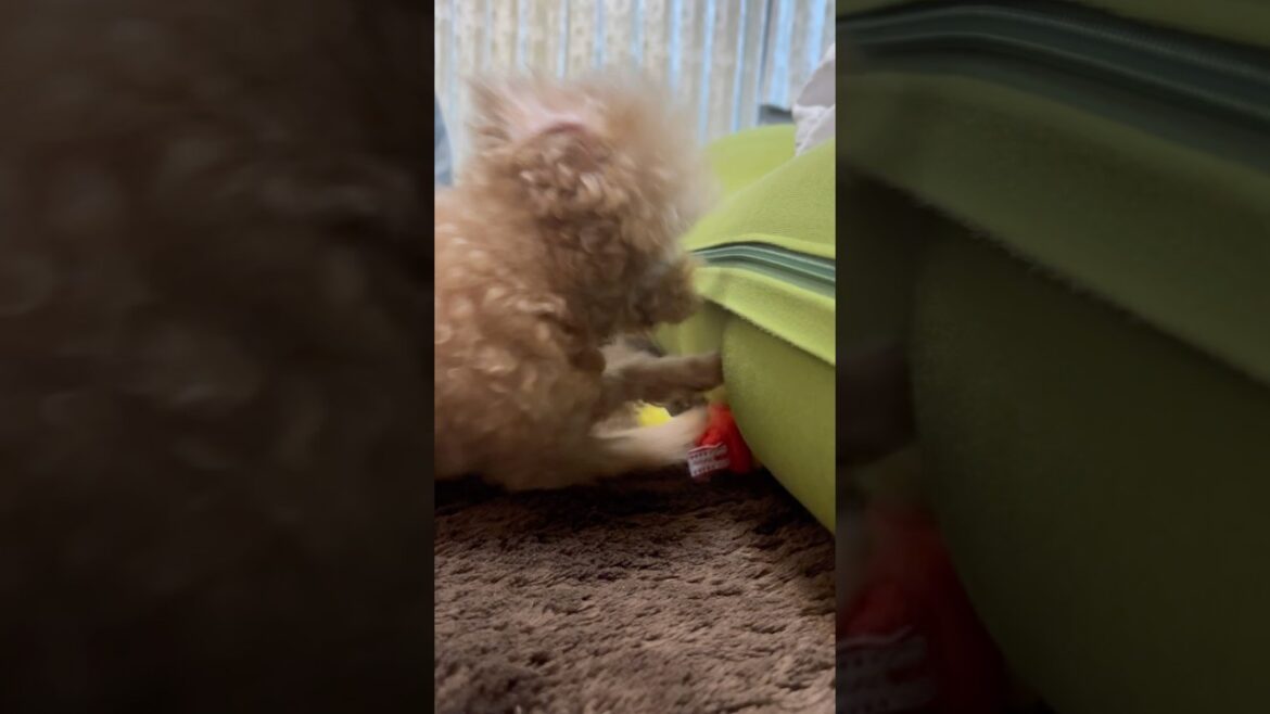 そこほれ、ワンワン#トイプードル #toy poodle#princess#dog#ひめちゃん#gǒu#狗 ＃いぬ＃可愛い#개#собака#hund