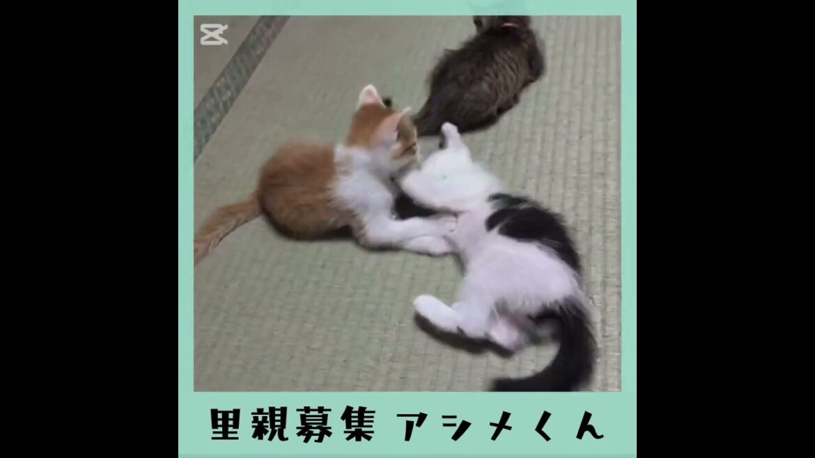里親募集半ハチワレアシメくん 里親募集半ハチワレアシメくん