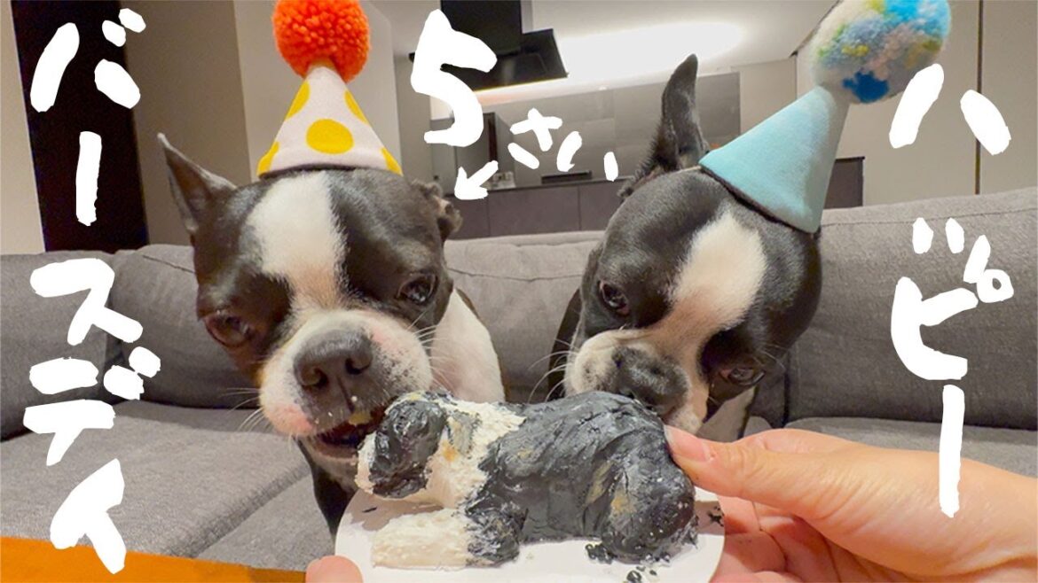 【ボストンテリア】Happy 5th Birthday KUKU🎉