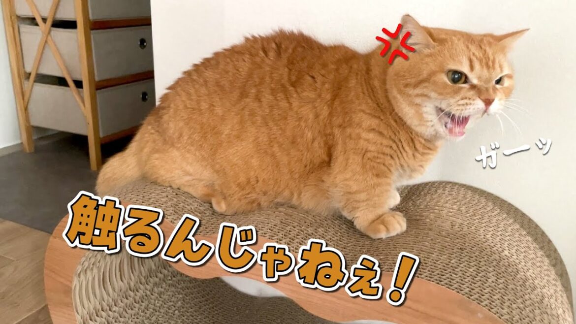 容赦なく触ろうとしてくる姉に怒った猫が猫パンチ連発しました… 容赦なく触ろうとしてくる姉に怒った猫が猫パンチ連発しました…