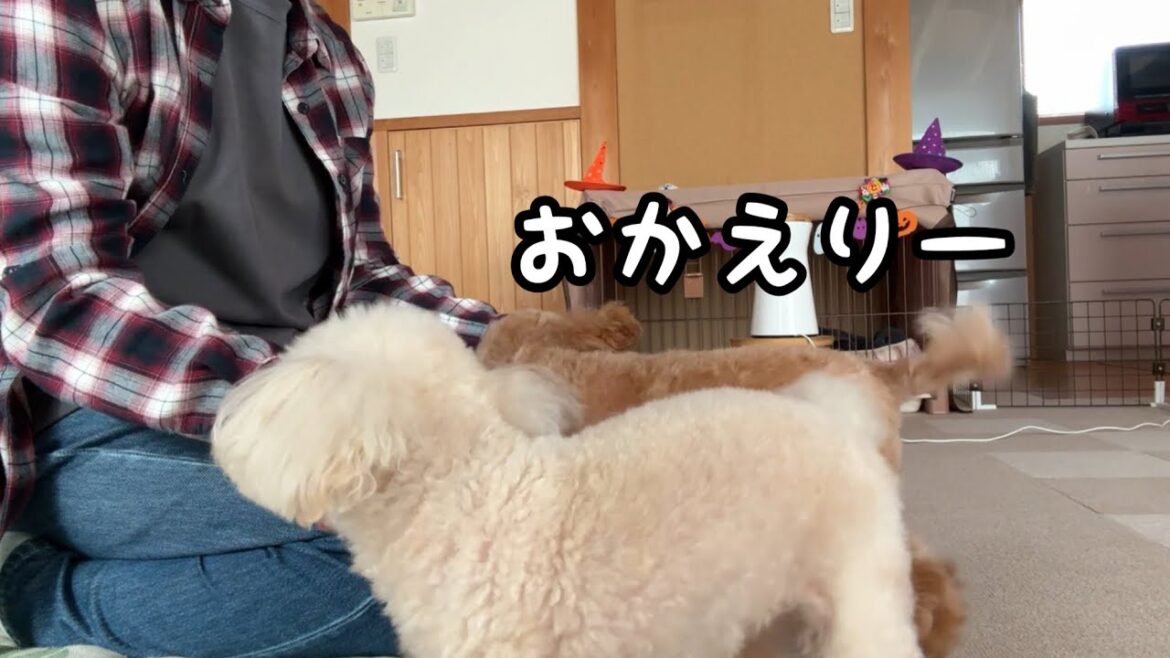 お留守番の寂しさはこうして埋めるトイプードル