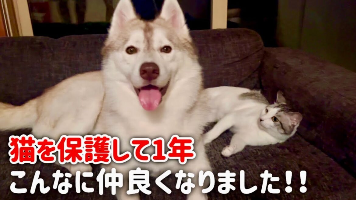 落ち着いて仲良く寄り添うようになった猫とハスキー 落ち着いて仲良く寄り添うようになった猫とハスキー