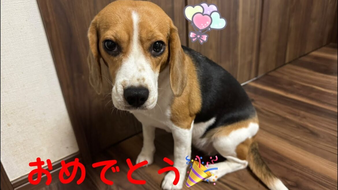 [ビーグル]新しい命が来てくれました(マナ)