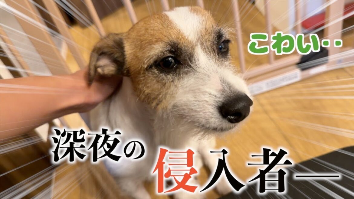【侵入者】普段は強い弟犬に世界で一番怖いものができました/ジャックラッセルテリア 【侵入者】普段は強い弟犬に世界で一番怖いものができました/ジャックラッセルテリア