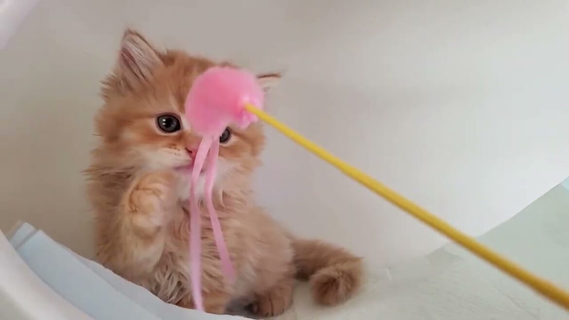 9月2日生まれのマンチカン（レッドタビー）