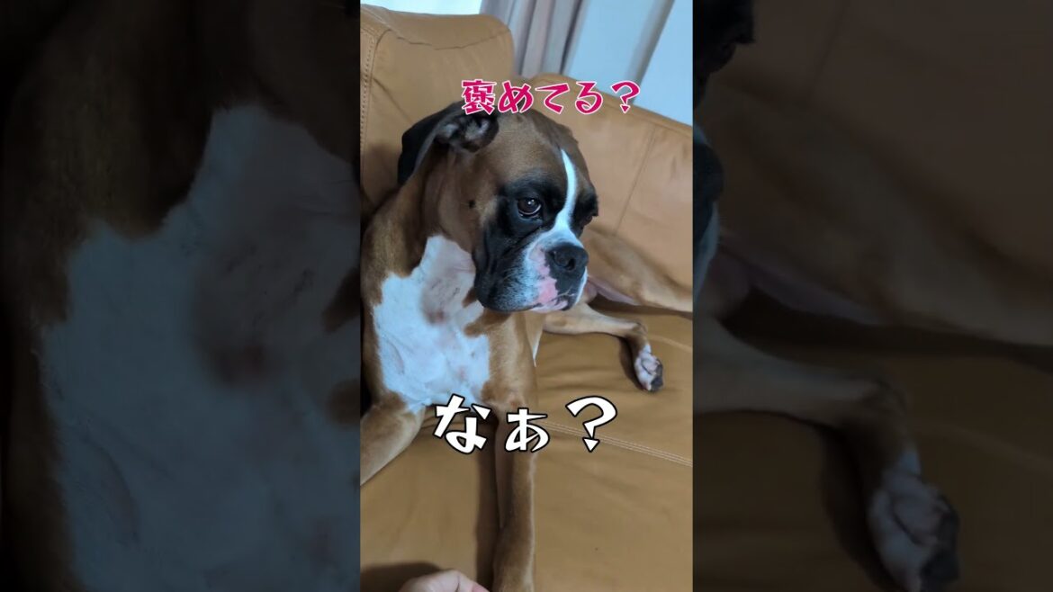 食べてやいやん #噛み主 #ボクサー犬 #面白集 #コントチャンネル #犬のいる生活 #おにぎり #イタズラ