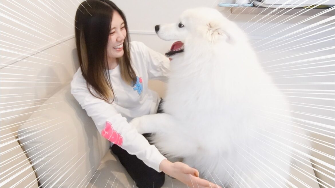 いつもより早く仕事から帰ってきたママに耳をペタンコにしながら大喜びする犬がかわいすぎました