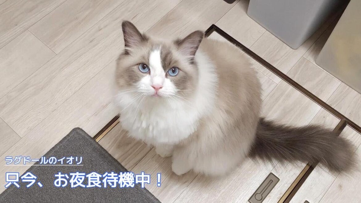 【ラグドール】只今、お夜食待機中！