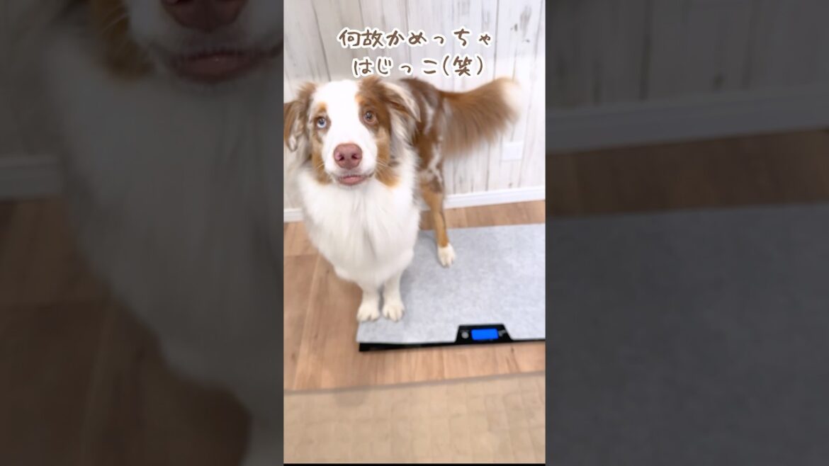 体重測定に協力的な犬達が可愛い😂♡【ボーダーコリー・オーストラリアンシェパード】#shorts 体重測定に協力的な犬達が可愛い😂♡【ボーダーコリー・オーストラリアンシェパード】#shorts