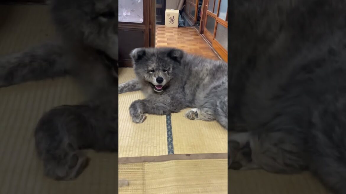秋田犬長毛カイのとーちゃん癌の手術から帰って来た