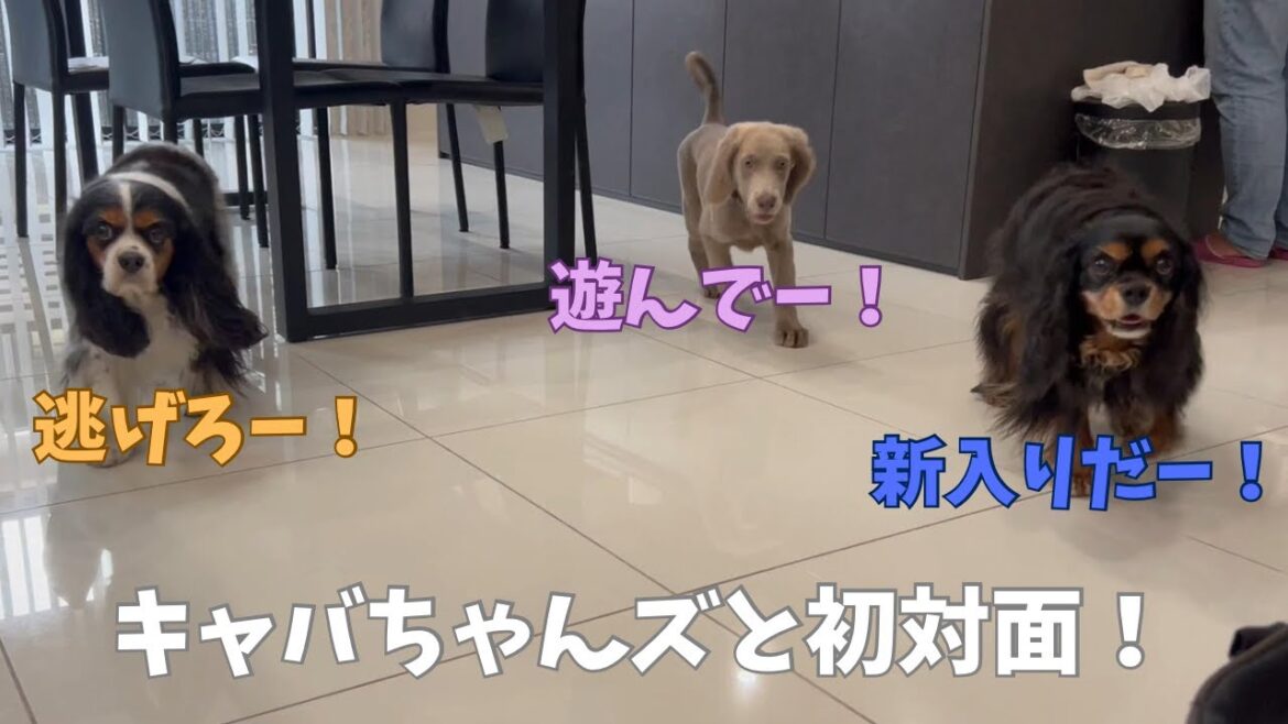 【ワイマラナーのルルポノ日記#6】ポノちゃんとキャバちゃんズの初対面！
