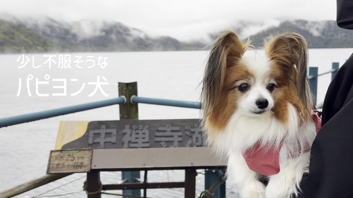 あのお布団がなくて少し不服そうなパピヨン犬 #143