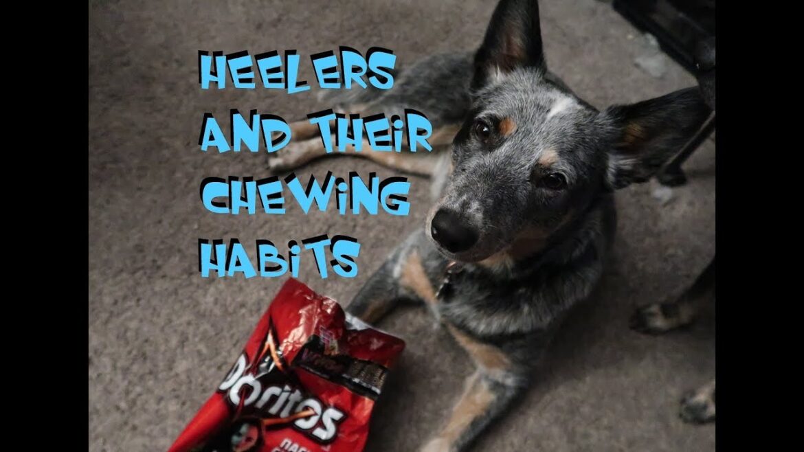 Australian Cattle Dog: Will My Cattle Dog Chew & Destroy My Home? Australian Cattle Dog: Will My Cattle Dog Chew & Destroy My Home?