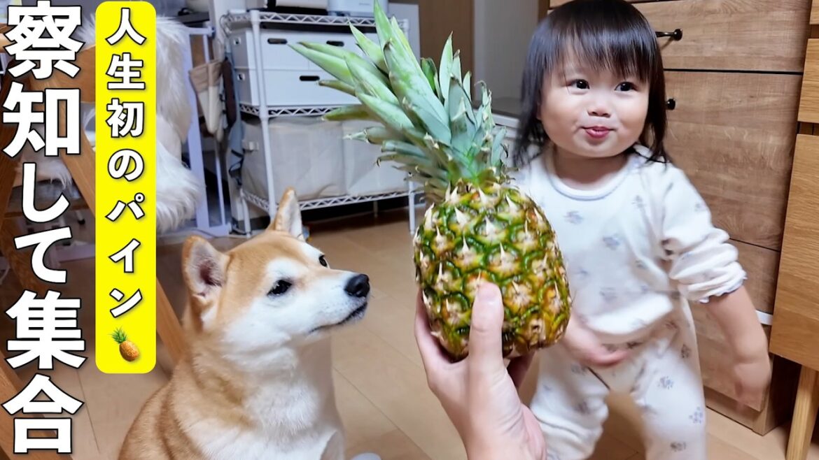 美味しそうな気配を察知して集合する柴犬と2歳娘がこちらです笑 美味しそうな気配を察知して集合する柴犬と2歳娘がこちらです笑