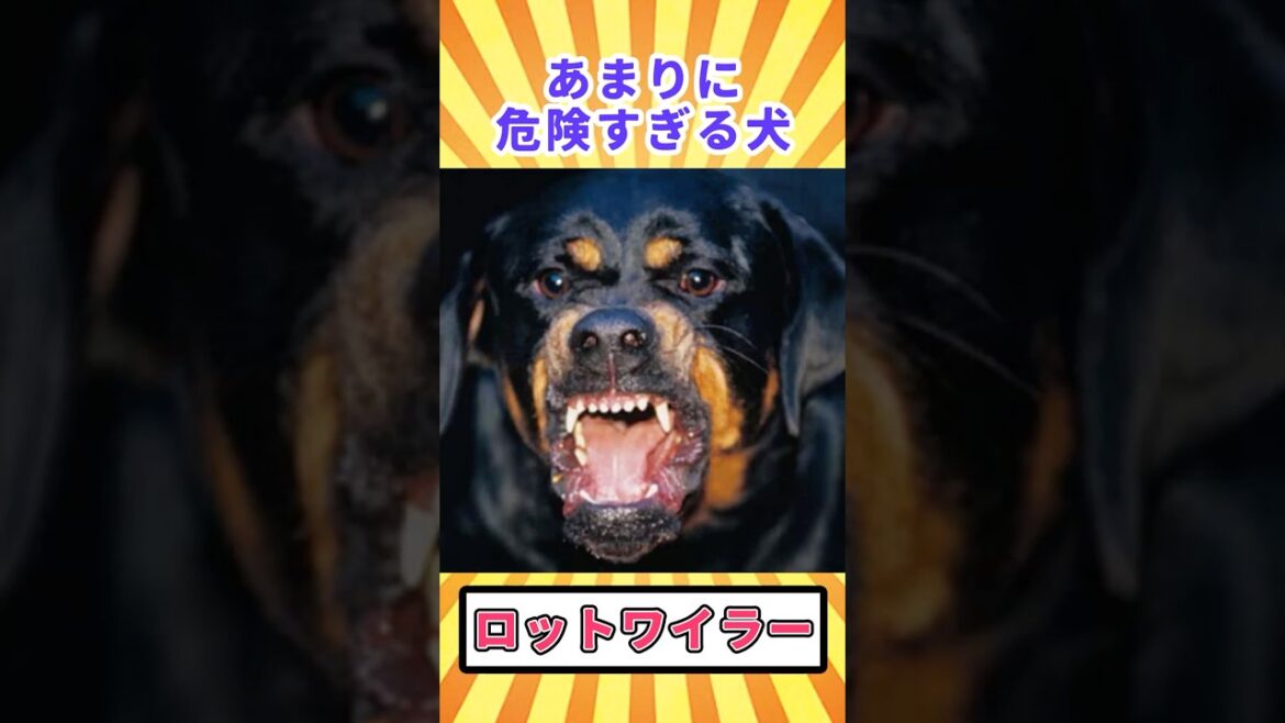 【閲覧注意】あまりに危険すぎる犬「ロットワイラー」【ゆっくり解説】 #どうぶつのひきこ森 #ゆっくり解説 #へんないきもの #閲覧注意 【閲覧注意】あまりに危険すぎる犬「ロットワイラー」【ゆっくり解説】 #どうぶつのひきこ森 #ゆっくり解説 #へんないきもの #閲覧注意