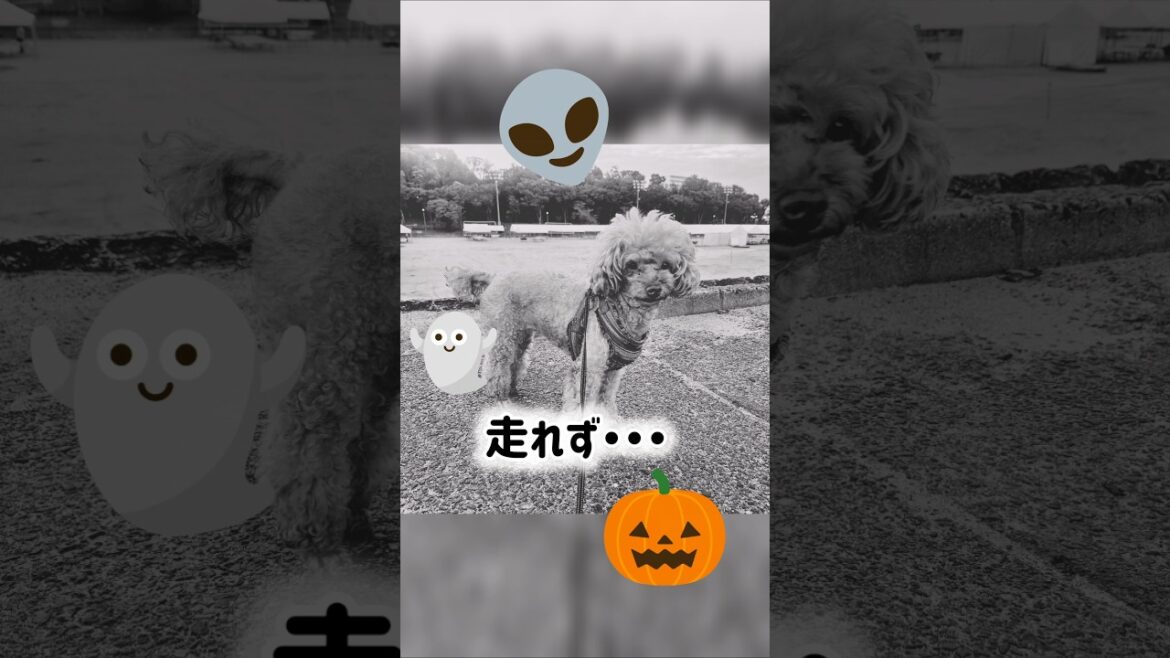走れず💧 #shorts #トイプードル #toypoodle #犬のいる生活  #犬の散歩 #いぬ #シニア犬 #愛犬 #パテラ犬 #ダッシュ #いぬばか部 #癒やし