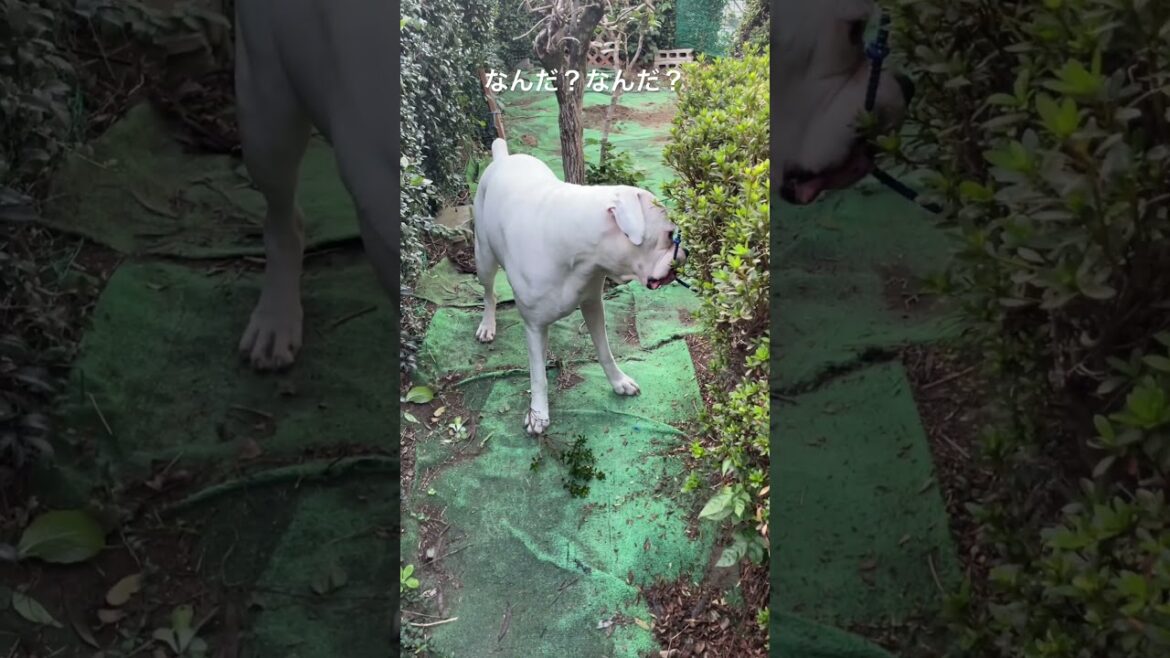 縛ってあったゴム紐見つけた　ボクサー犬