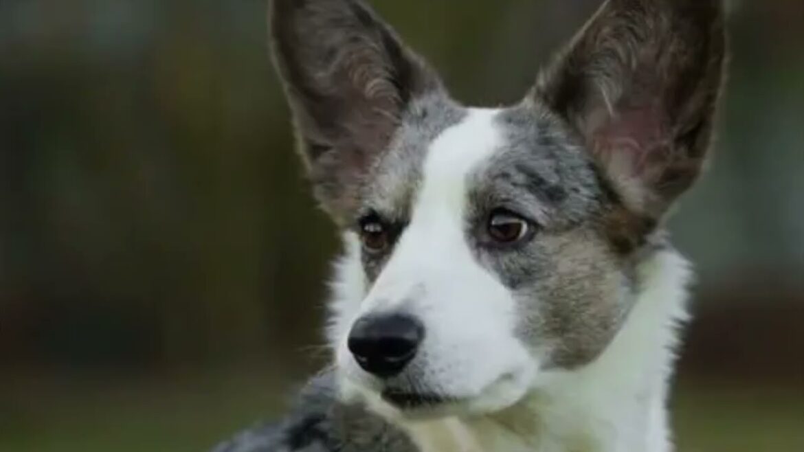 ウェルシュコーギー カーディガン 2025