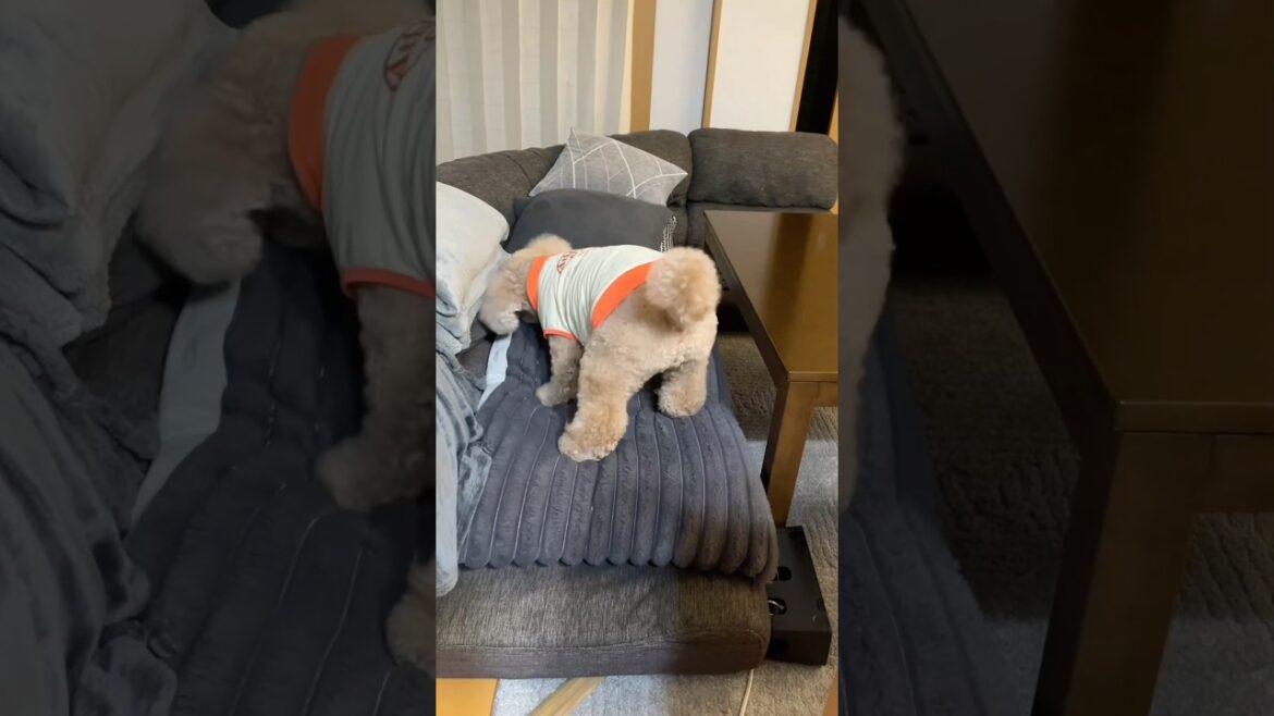ガムを上手に隠せるようになった大きいトイプードル #デカプー #トイプードル #toypoodle #犬 #いぬ #犬のいる生活