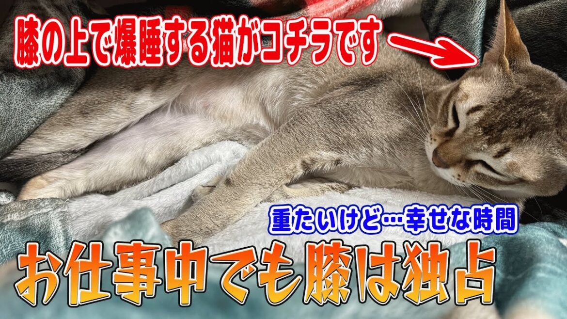 【シンガプーラ】お仕事中でも膝は独占！膝の上で爆睡する猫がコチラです！重たいけど幸せな時間#singapura #cat #animals #ネコ