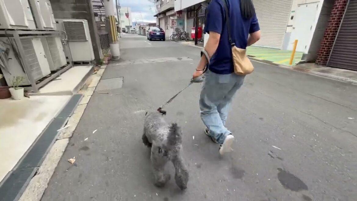 ケリーブルーテリアの”マーフィーくん”と”散歩”トレーニング！