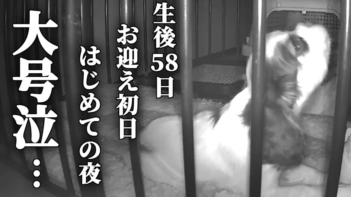 【子犬】かわいいキャバリア女の子をお迎えした初めての夜。寂しい鳴き声が止まらなくなりました…