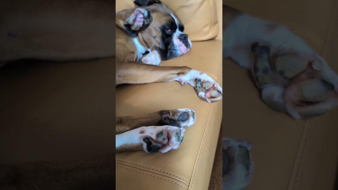 発車する先生 #ボクサー犬 #面白集 #犬のいる生活 #コントチャンネル #大型犬のいる生活 #汽車 #蒸気機関車