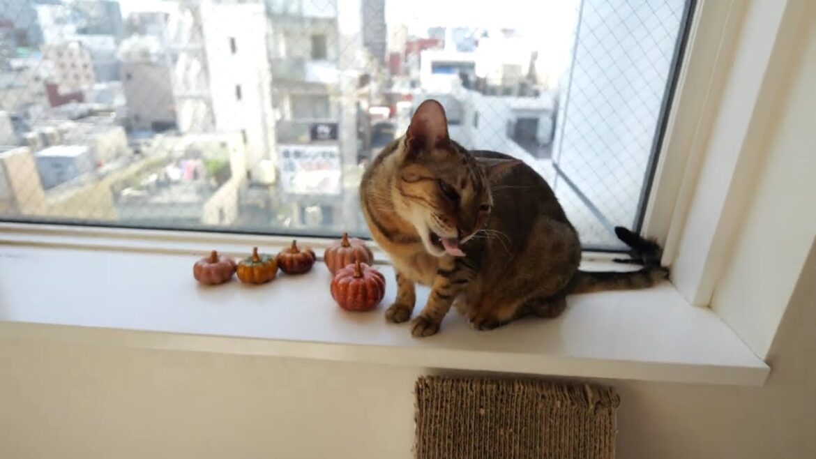 ソマリのケンタとベンガルのリリ