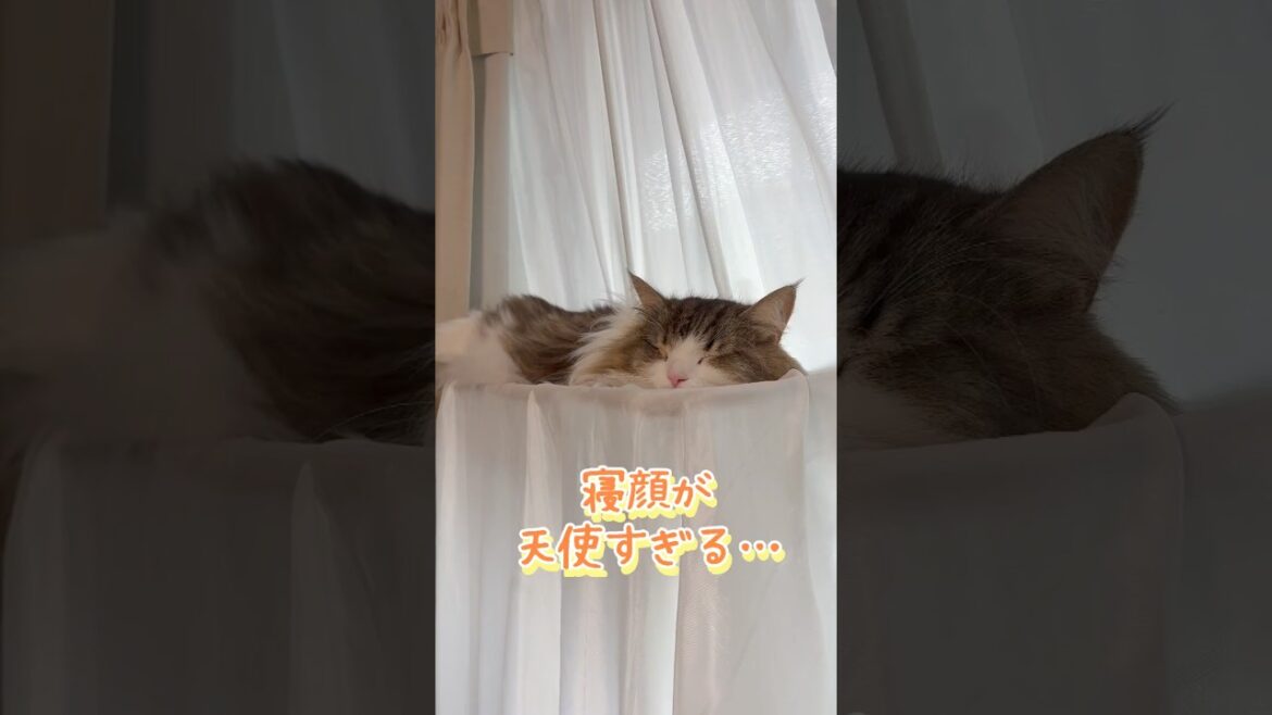 愛猫が寝てる姿が1番かわいい #ネコ #cat  #ねこ  #shorts #アメショ #ノルウェージャンフォレストキャット