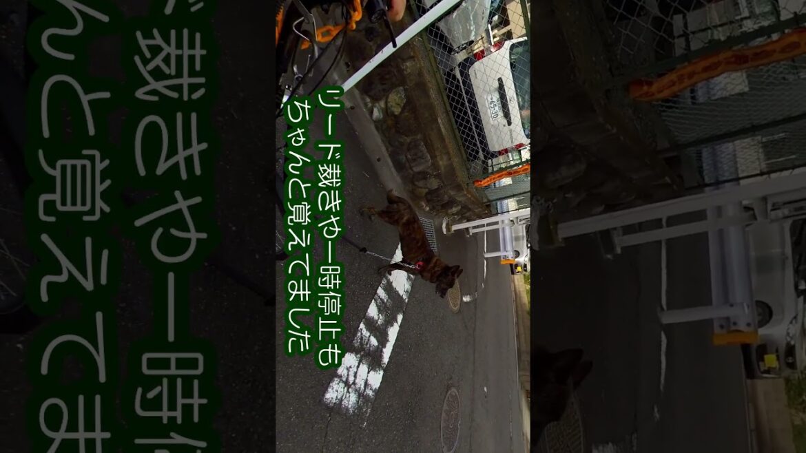 甲斐犬ハルヱ超!久々の犬チャリ