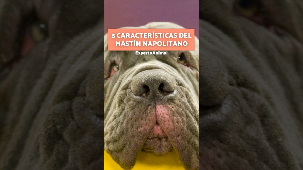 5 CARACTERÍSTICAS del MASTÍN NAPOLITANO 🏔️ 5 CARACTERÍSTICAS del MASTÍN NAPOLITANO 🏔️