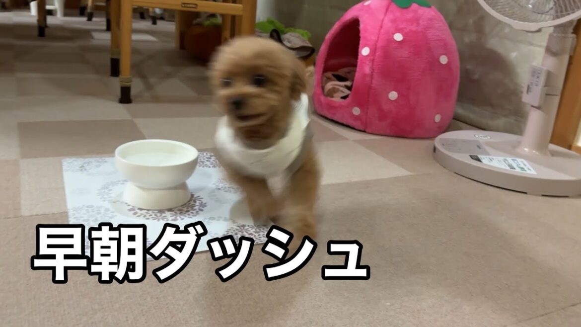 朝一番に全力で走り回るトイプードルがこちらです 朝一番に全力で走り回るトイプードルがこちらです