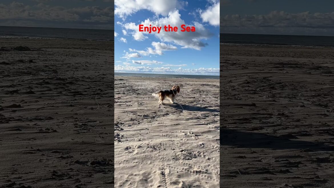 Enjoy the Seaside with Cavalier King Charles Spaniel 🌊🐾 | #petshorts Enjoy the Seaside with Cavalier King Charles Spaniel 🌊🐾 | #petshorts
