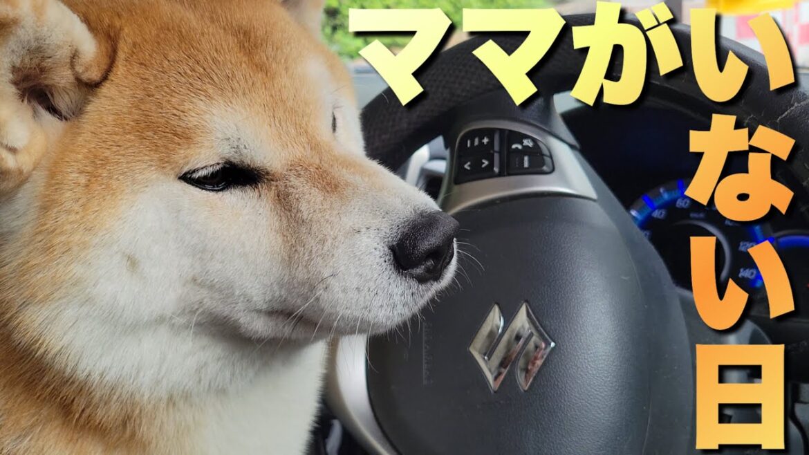ママがいない１日を頑張って過ごしてくれた柴犬の姿にウルウルと感動