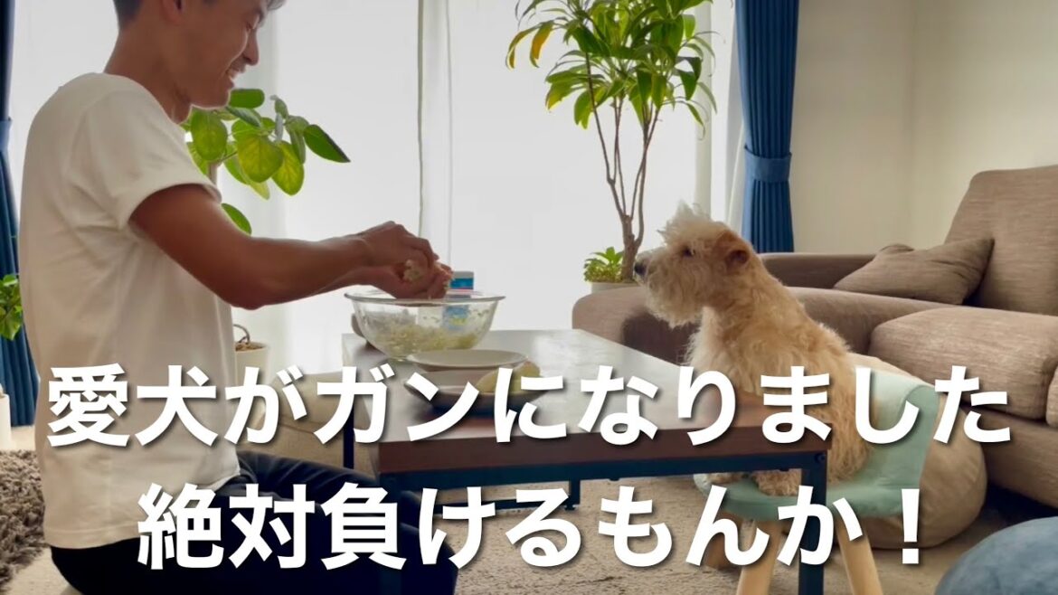 【ガンになりました】愛犬と絶対一緒に乗り越えます!テリア 【ガンになりました】愛犬と絶対一緒に乗り越えます!テリア