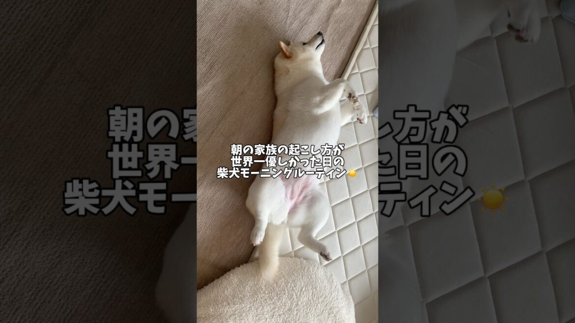 世界一優しい起こし方の柴犬🥰　#shorts #柴犬 #犬 #dog